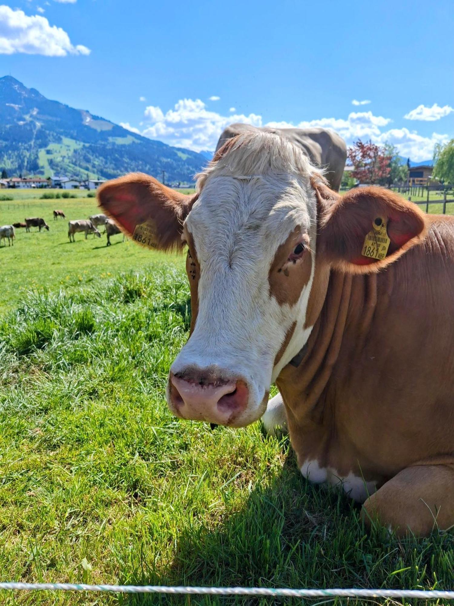 Lampererhof Villa Sankt Johann in Tirol Exteriör bild