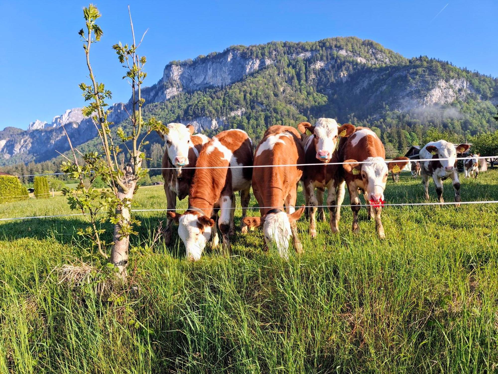 Lampererhof Villa Sankt Johann in Tirol Exteriör bild