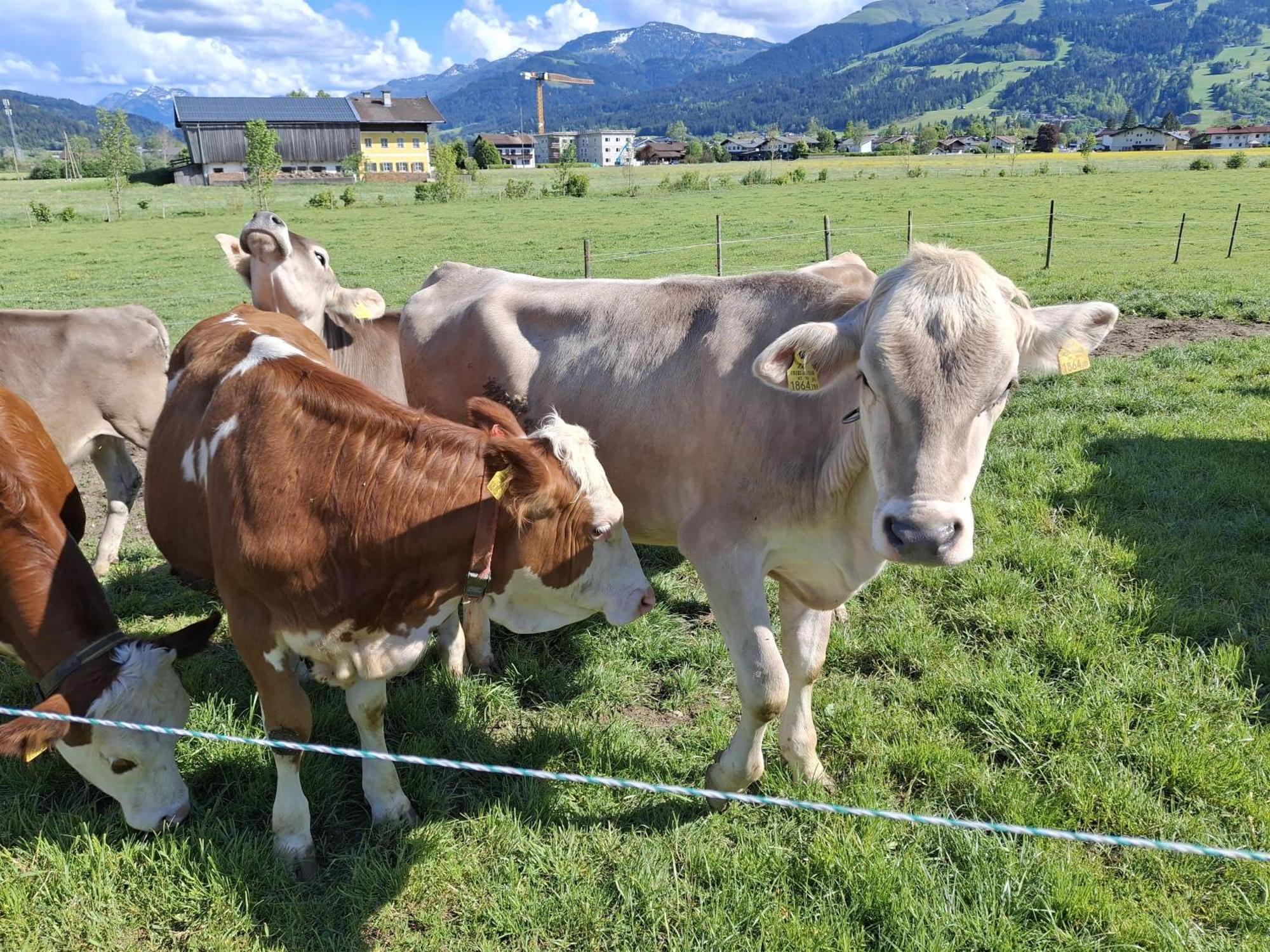 Lampererhof Villa Sankt Johann in Tirol Exteriör bild